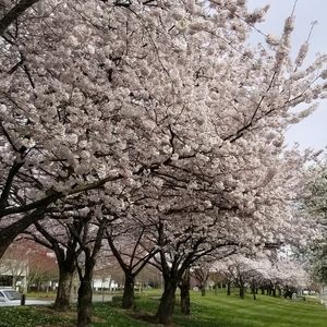 Meet your Posher, Boots